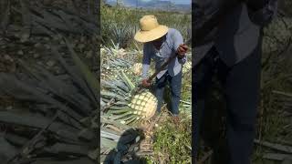 Colheita da planta usada pra fabricação de tequila [upl. by Eelahs]