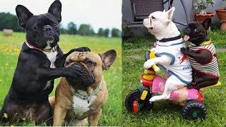 Funny and Cute French Bulldog Puppies Compilation 4  Cutest French Bulldog [upl. by Zink]