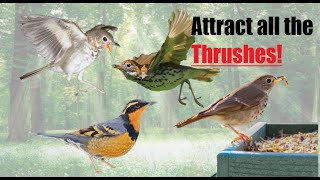 Top 3 Tips to Attract Thrushes  Thrush Guarantee [upl. by Acirederf244]