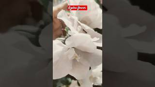 White Azalea 🤍🤍🤍 azalea garden flowers 😍😍😍shorts youtube [upl. by Azeria]