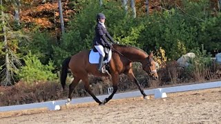 Kestrel Meadowbrook warm up stretchy trot [upl. by Ellenor]