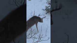 Gruesome arrow impact G5 MEGAMEAT bowhunting fyp deerhunting whitetaildeer [upl. by Ladiv]