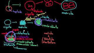 Células madre embrionarias  División celular  Biología  Khan Academy en Español [upl. by Aikahc450]