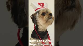 How long are dogs pregnant [upl. by Adyaj]