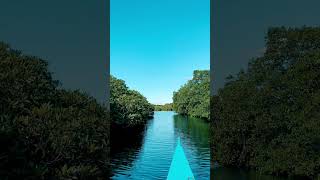 Mangrove in siargao boat mangrove siargao afternoon beach amazing sunset [upl. by Sirovart]