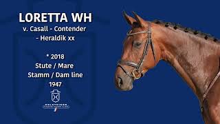 Holsteiner EliteReitpferdeauktion 2023  Nr 104 Loretta WH [upl. by Otes]