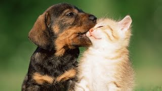 Puppies Playing With Kittens Compilation 2014 NEW [upl. by Llednek]