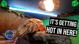 Argentine Tegu Tegu Heating and Lighting Guide [upl. by Akemed145]