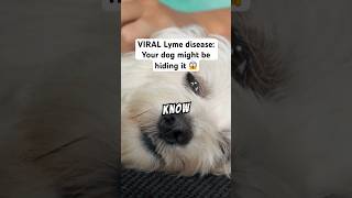 ⚠️VIRAL Lyme Disease Signs your dog got it 😱LymeDiseaseInDogs DogCare LymePrevention [upl. by Baggett185]