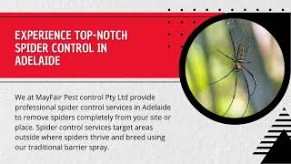 Expert Spider Control Treatment Service in Adelaide [upl. by Elsie745]