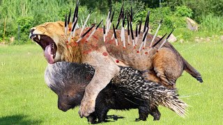 Giant Porcupine Attack Leopard Lion  Wild Animal Fight [upl. by Kathy]