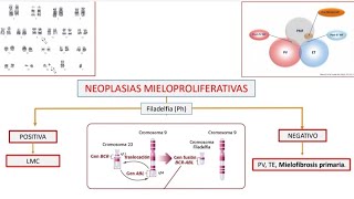 NEOPLASIAS MIELOPROLIFERATIVAS CRÓNICAS CONCEPTO GENERAL [upl. by Ahsened65]