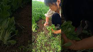 Fresh bok choy foodie agriculture [upl. by Debbie726]