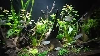 Diamond Tetra young Lemon Tetra and Black Phantom Tetra in low tech planted tank [upl. by Roeser]