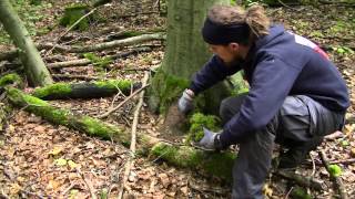 BushcraftBasics  Folge3  Debris Hut Basis Unterkunft [upl. by Anastasius]