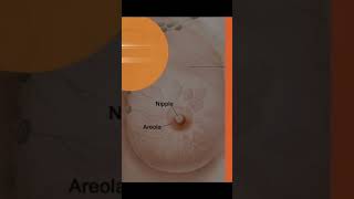 What is an areola [upl. by Trilley]