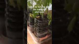 Semis de tomates en bouteille 🌱🍅 shorts potager jardinage [upl. by Kcitrap]