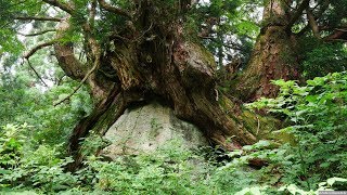 JG HDR 富山 立山山麓の巨木群 洞杉 ToyamaDosugi Ceder Trees [upl. by Anialahs215]