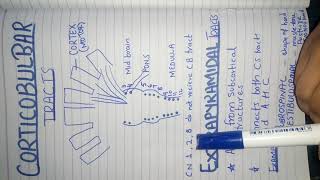 Corticobulbar tract and extrapyramidal tracts [upl. by Anawek]