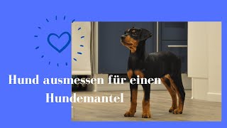 Hund für Hundemantel ausmessen Hundemantel selber nähen DIY Nähanleitung Hundejacke [upl. by Sokul]