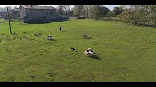 Sheepdog Training in Italy [upl. by Eindys]