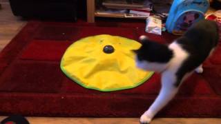 Cat playing with toy mouse under mat [upl. by Nwahsek]