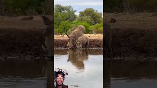 Warthog Family Enjoying Waterhole [upl. by Bussey]