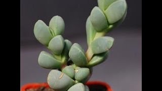 How to Propagate the Delosperma Lehmannii [upl. by Pazice274]