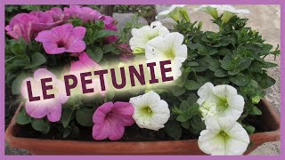 LA PETUNIA  LA PIANTA DELL AMORE CHE NON SI PUO NASCONDERE  IMPARIAMO A CONOSCERLA E COLTIVARLA [upl. by Lefty]