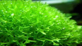 （HD）リシアの気泡 （Riccia fluitans with oxygen bubbles） [upl. by Roselba]