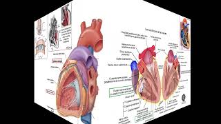 Anatomie du cœur et du péricarde [upl. by Bond749]