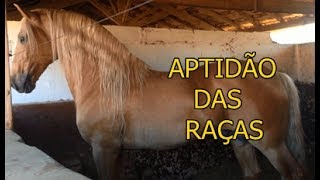 As Raças e Suas Aptidões PARTE I [upl. by Sophey]