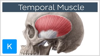 Temporal Muscle Anatomy Overview  Human Anatomy  Kenhub [upl. by Anaxor122]