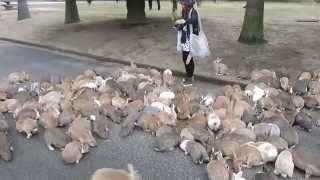 Rabbits On Okunoshima Island Swarm Tourist [upl. by Ahseim]