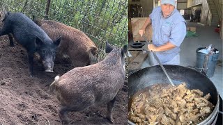 Trapping Wild Pigs In Louisiana CatchCleanCook Huge Pork Gravy For 150 People [upl. by Astrahan]