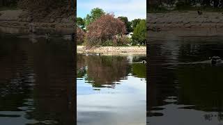 Ducks Swimming [upl. by Ardnassak]