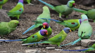 Blossom Headed or plum headed Parakeets  Hidden Camera [upl. by Stuckey952]