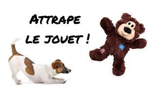 Jeu vidéo pour chien  Attrape le jouet  Avec bruits pour attirer votre chien [upl. by Adnalro5]