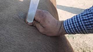 Needle trocarization for relieving bloat in cattle [upl. by Gemperle]