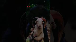 Vilayati Menda vilayatisheep sheep shorts animals animallover funny ytshorts karnatakasheep [upl. by Rhetta]