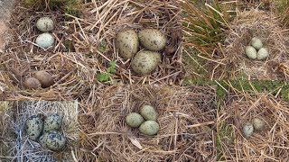 birdnesting lots of nests and eggs [upl. by Anhavas]