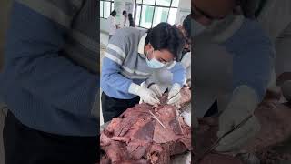 Lower limb bams mbbs surgeon shortsontrending bamscollege trending explore foryou youtube [upl. by Irv]