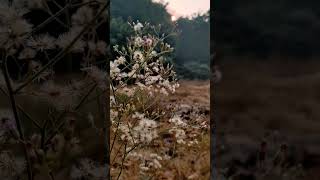 Vernonia Cinerea  plant flower nature naturephotography morning music krishna flute [upl. by Gleeson947]