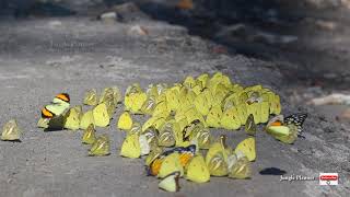 Mud Puddling of Pieridae family butterflies [upl. by Robinet]