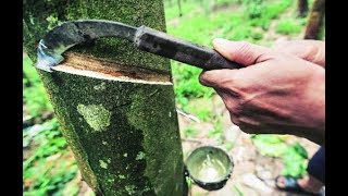 How Rubber Is Made History Of Rubber  Educational Videos [upl. by Darcia]