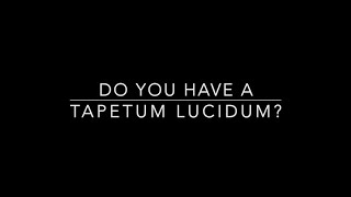 Do You Have A Tapetum lucidum [upl. by Evalyn248]