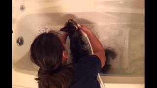 How To Bathe A Maine Coon Cat [upl. by Milde]