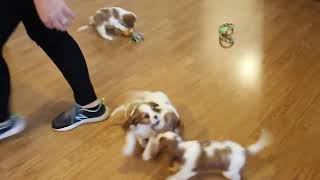 Cavalier King Charles Spaniel Puppies For Sale [upl. by Solberg260]