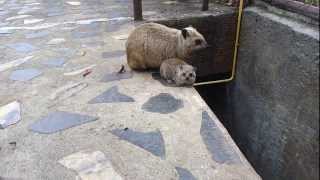 Hyrax and baby hyrax [upl. by Tunnell]