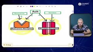 Physiology  Lecture 11  Revision [upl. by Naus]